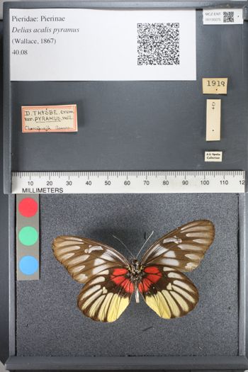 Media type: image;   Entomology 130275